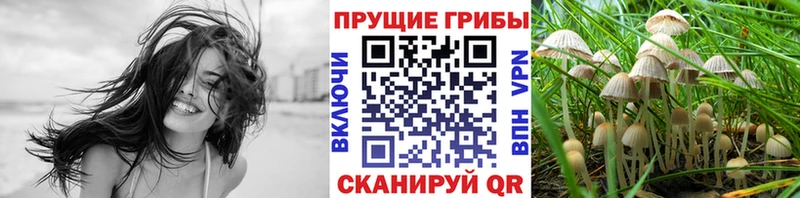 Галлюциногенные грибы Psilocybine cubensis  Пикалёво 